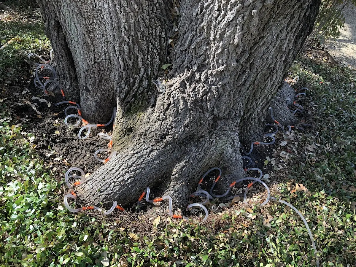 Detailed Tree Cabling and Bracing job site in Monte Rio